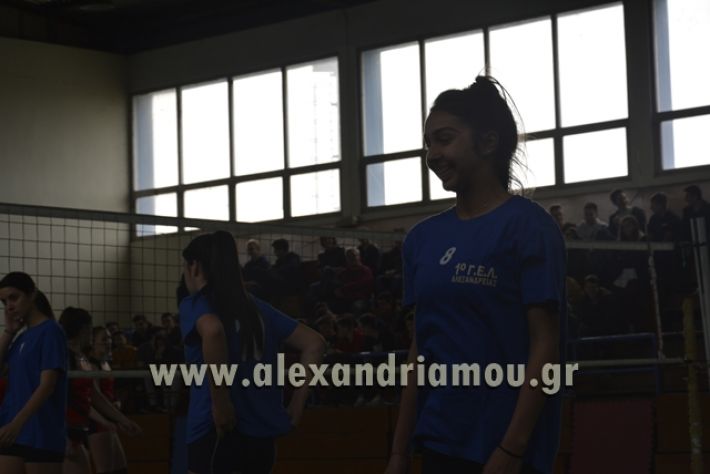 volley _1ogel-kassandra035